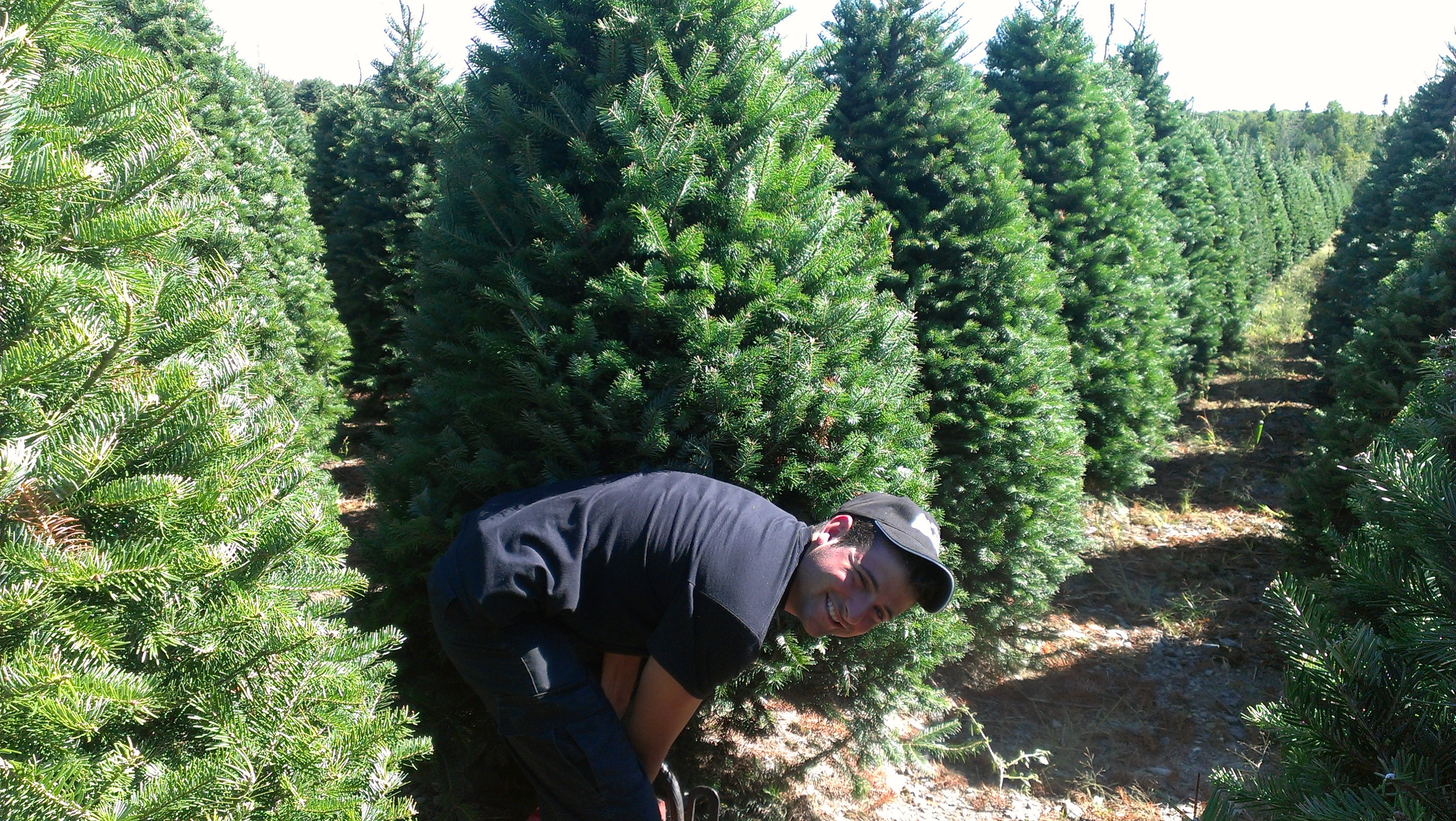 Balsam fir trees growing on the farm