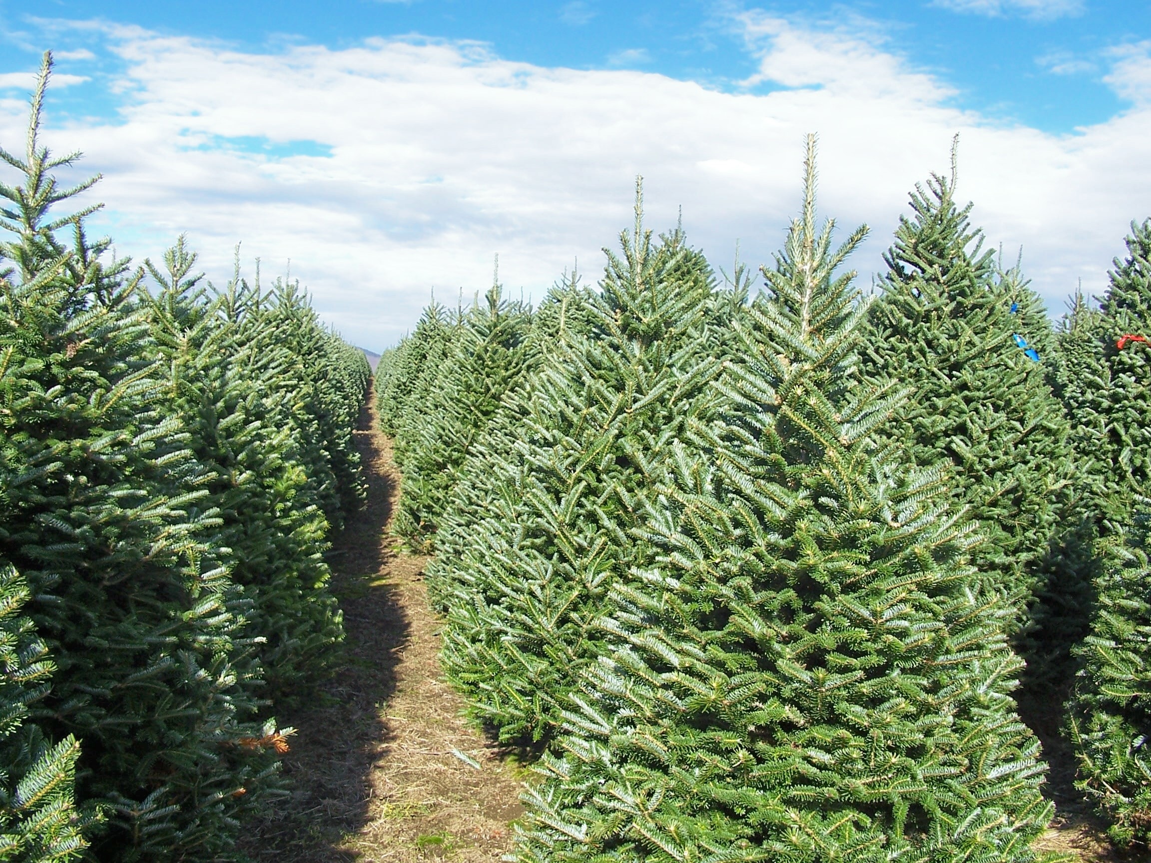 Rows of Fraser fir trees growing on the farm