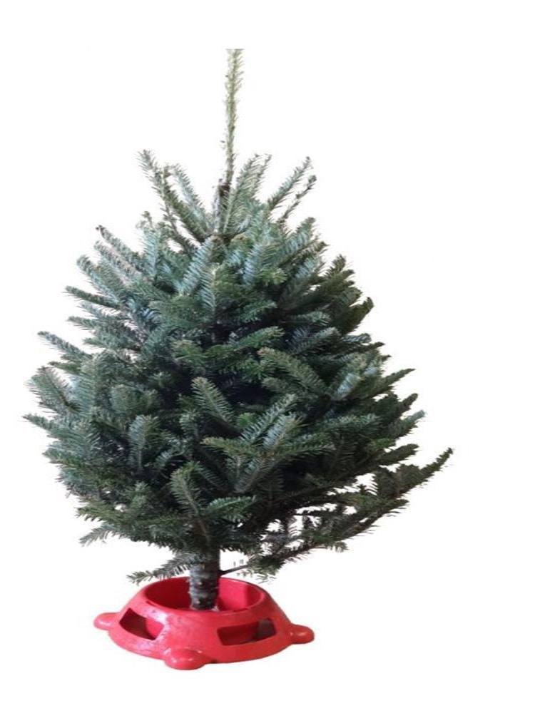 Tabletop Christmas tree in red stand, 2–3 ft