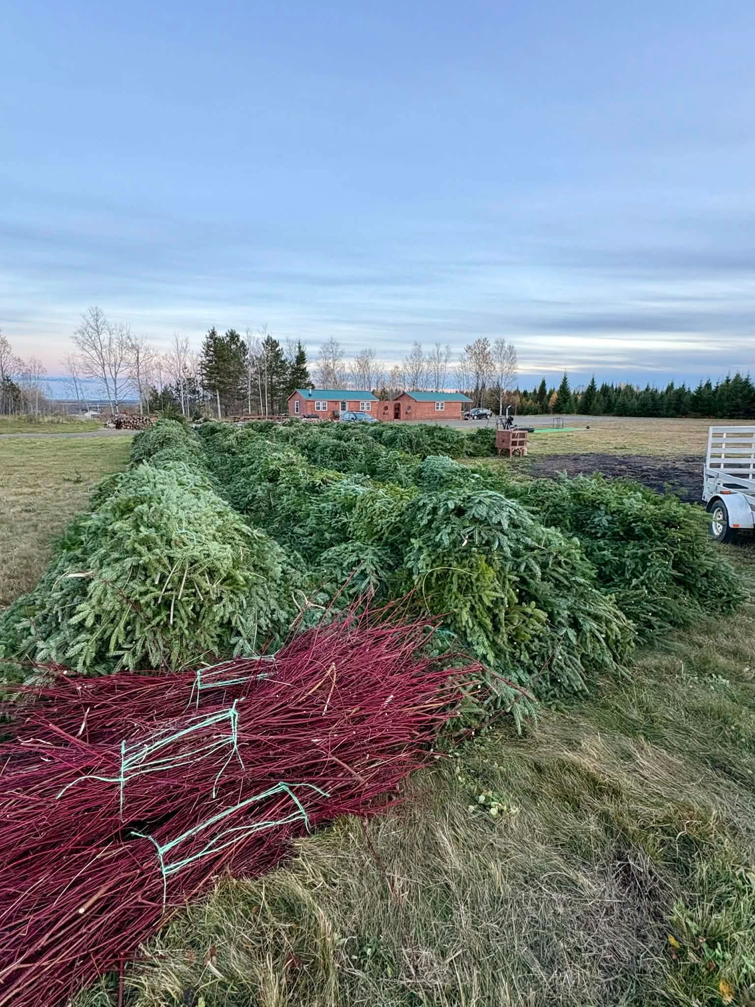 Bales of fresh balsam brush and greens yarded at the farm