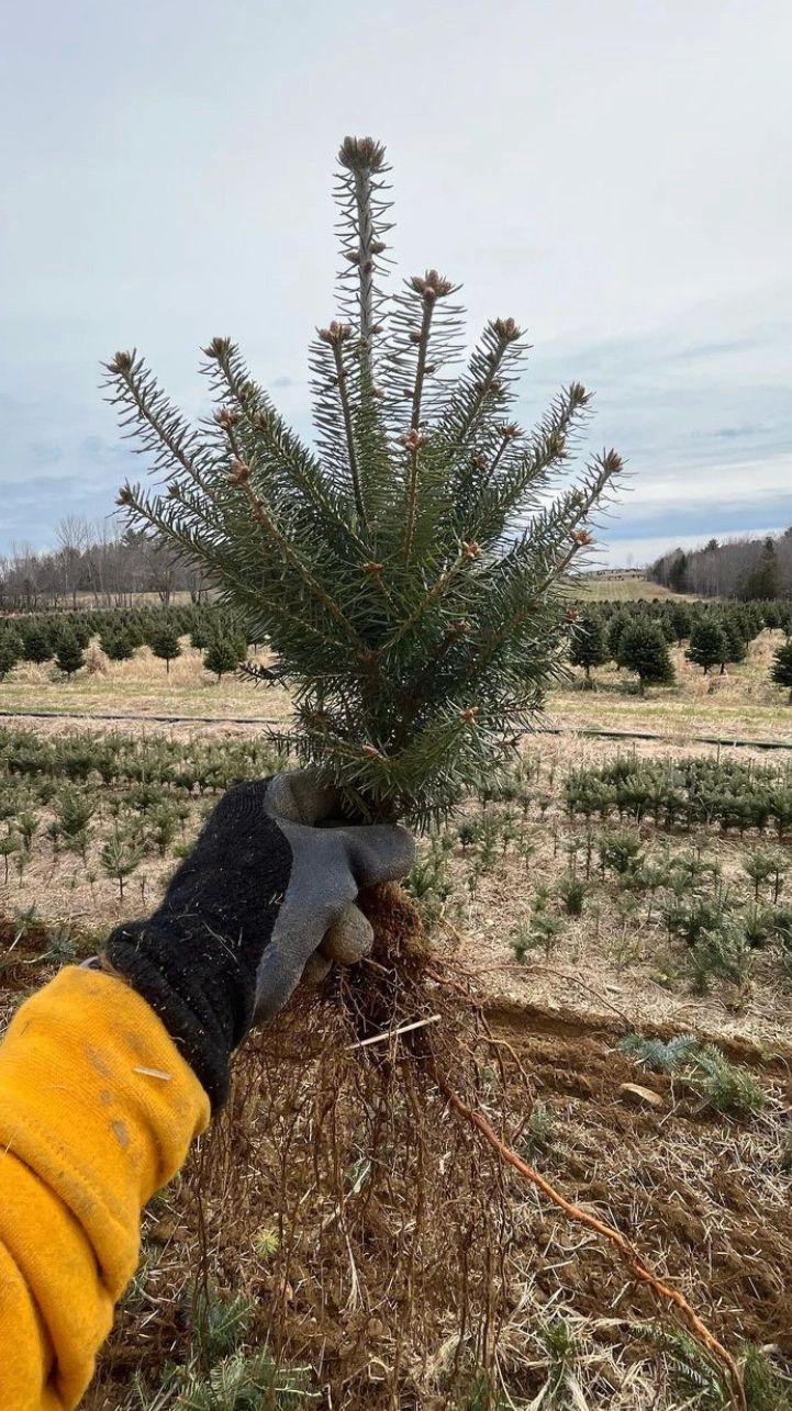 Premium Balsam Fir close up