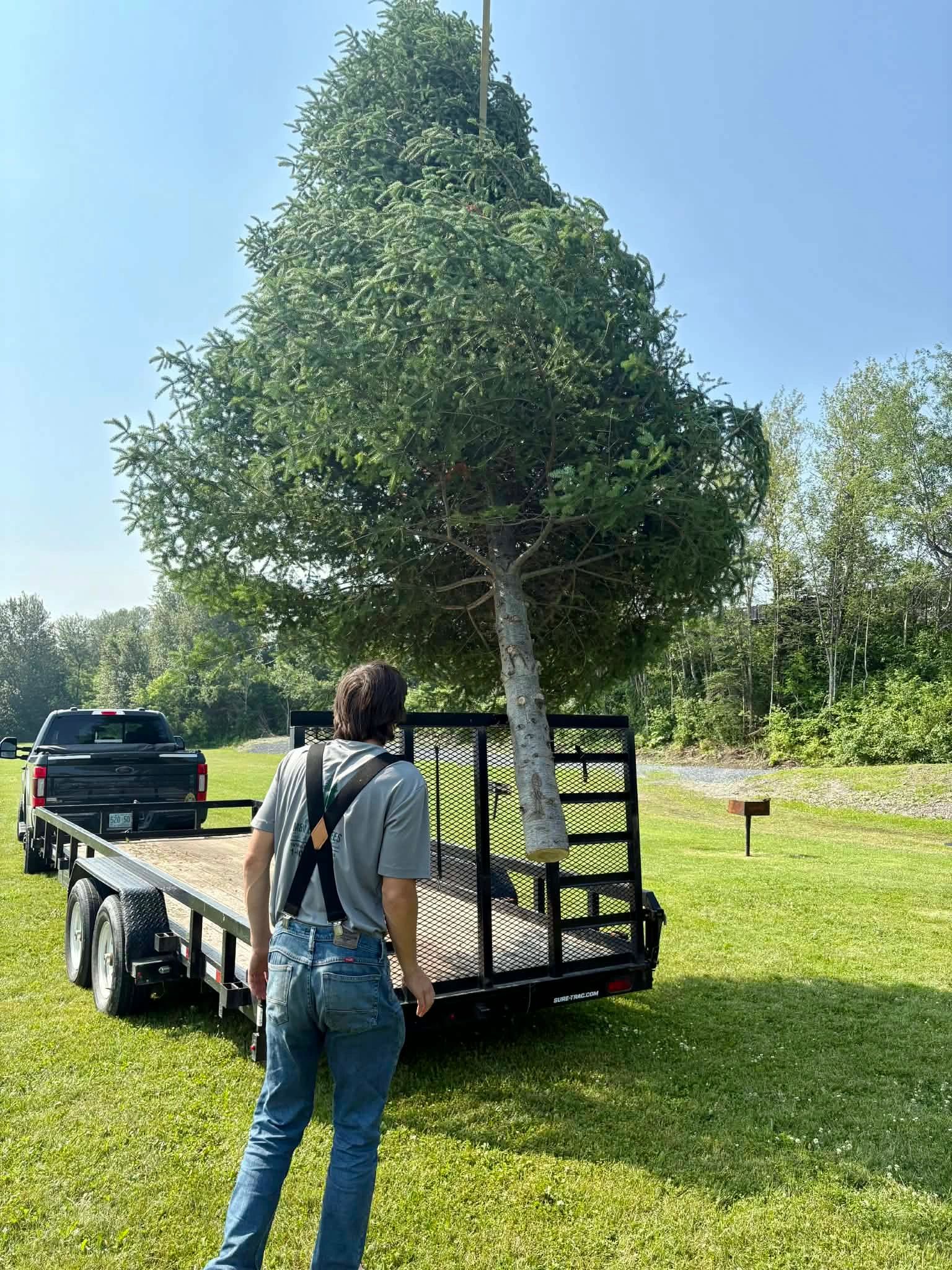 Big Christmas tree installation