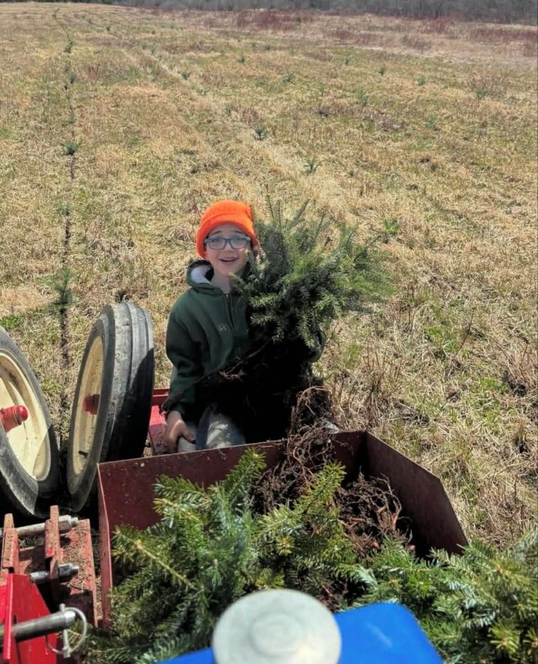 Christmas trees at MMB Trees