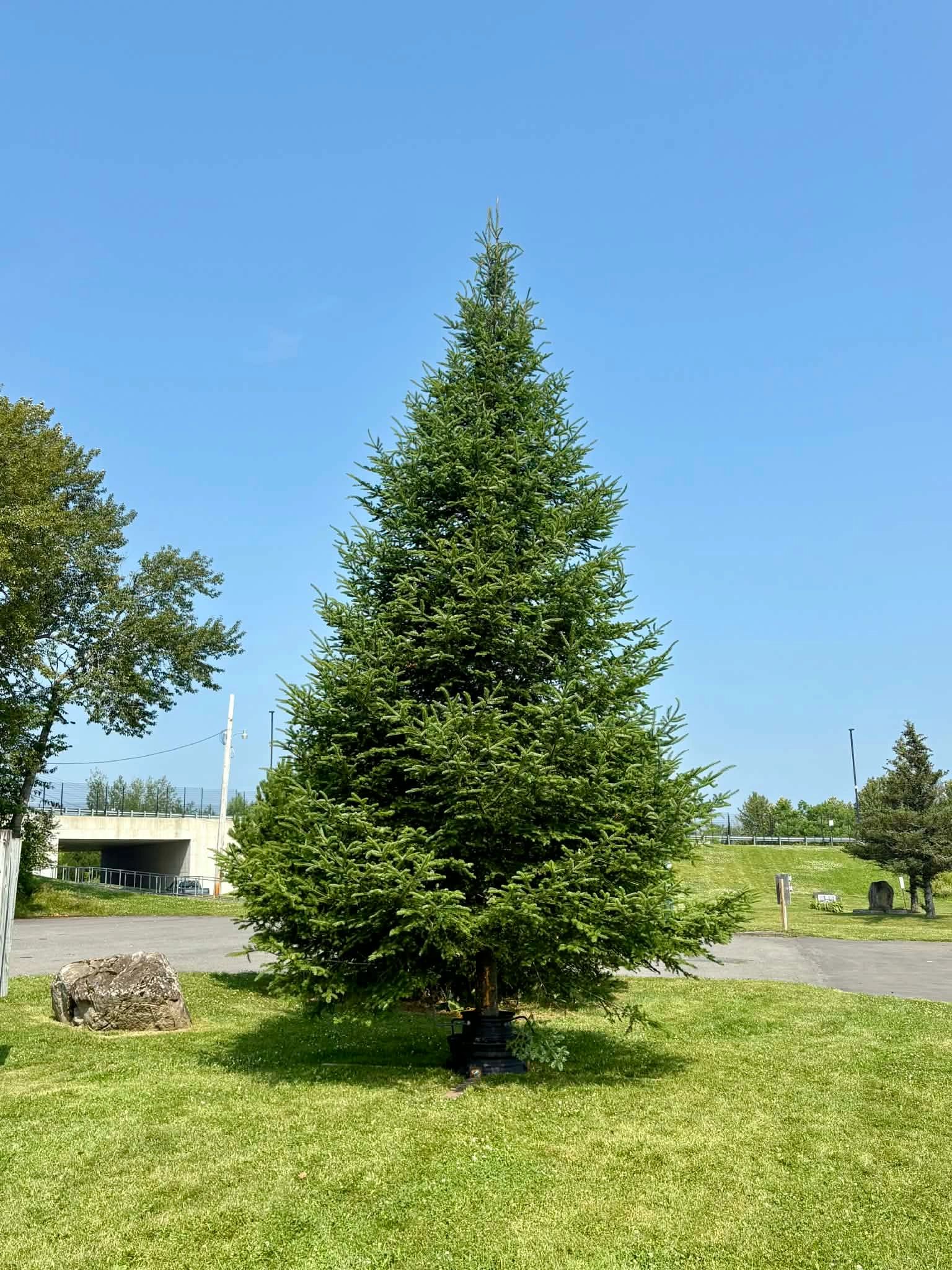 MMB Trees farm photo
