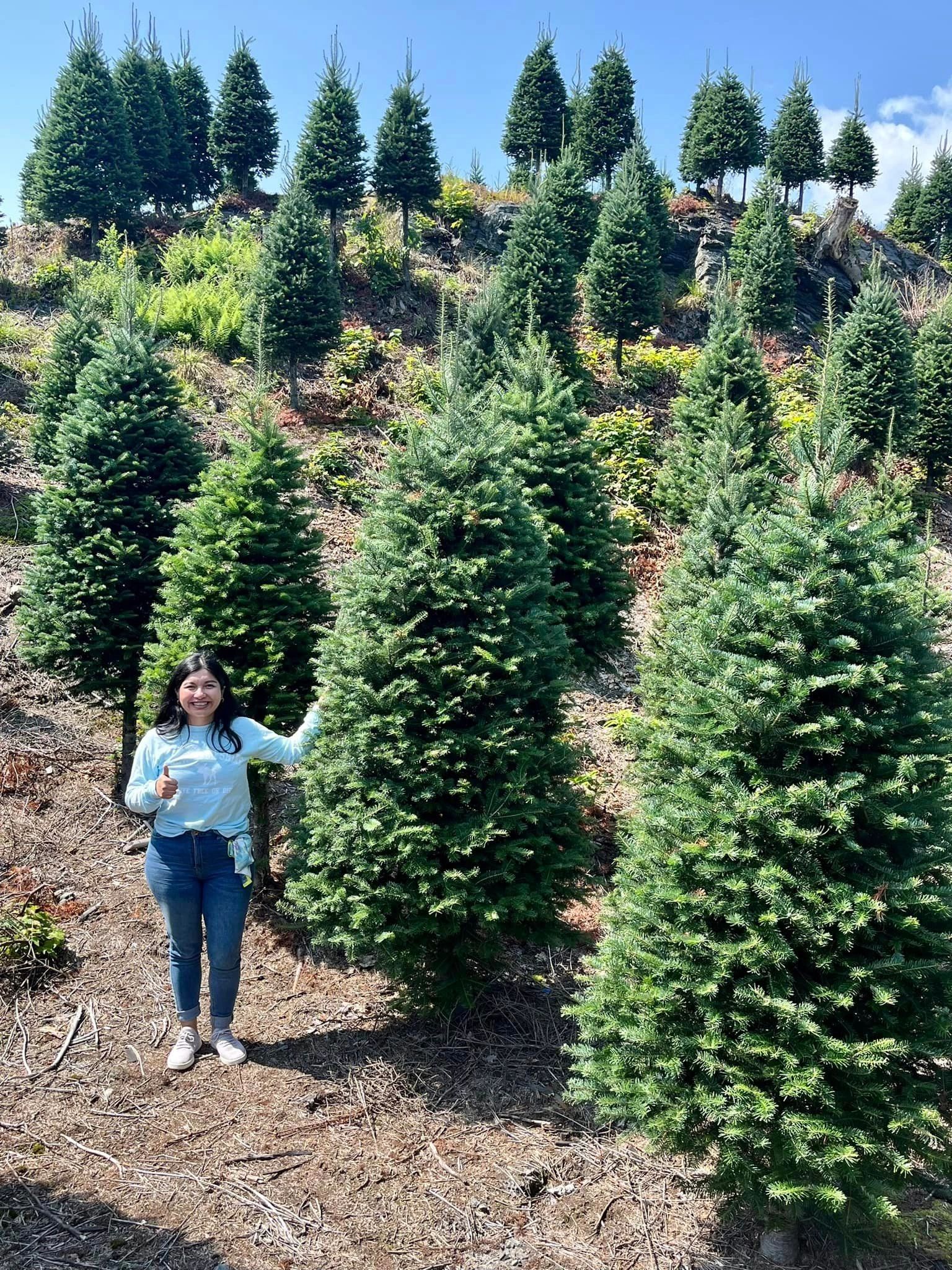 Christmas tree at the lot