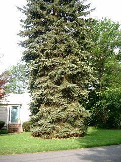 70 foot spruce tree close up