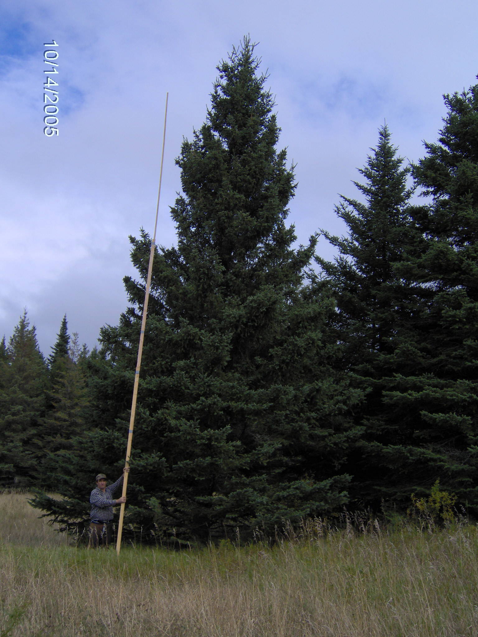 Spruce Christmas tree from North Pole Xmas Trees