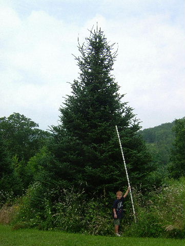 30 foot Fraser fir Christmas tree