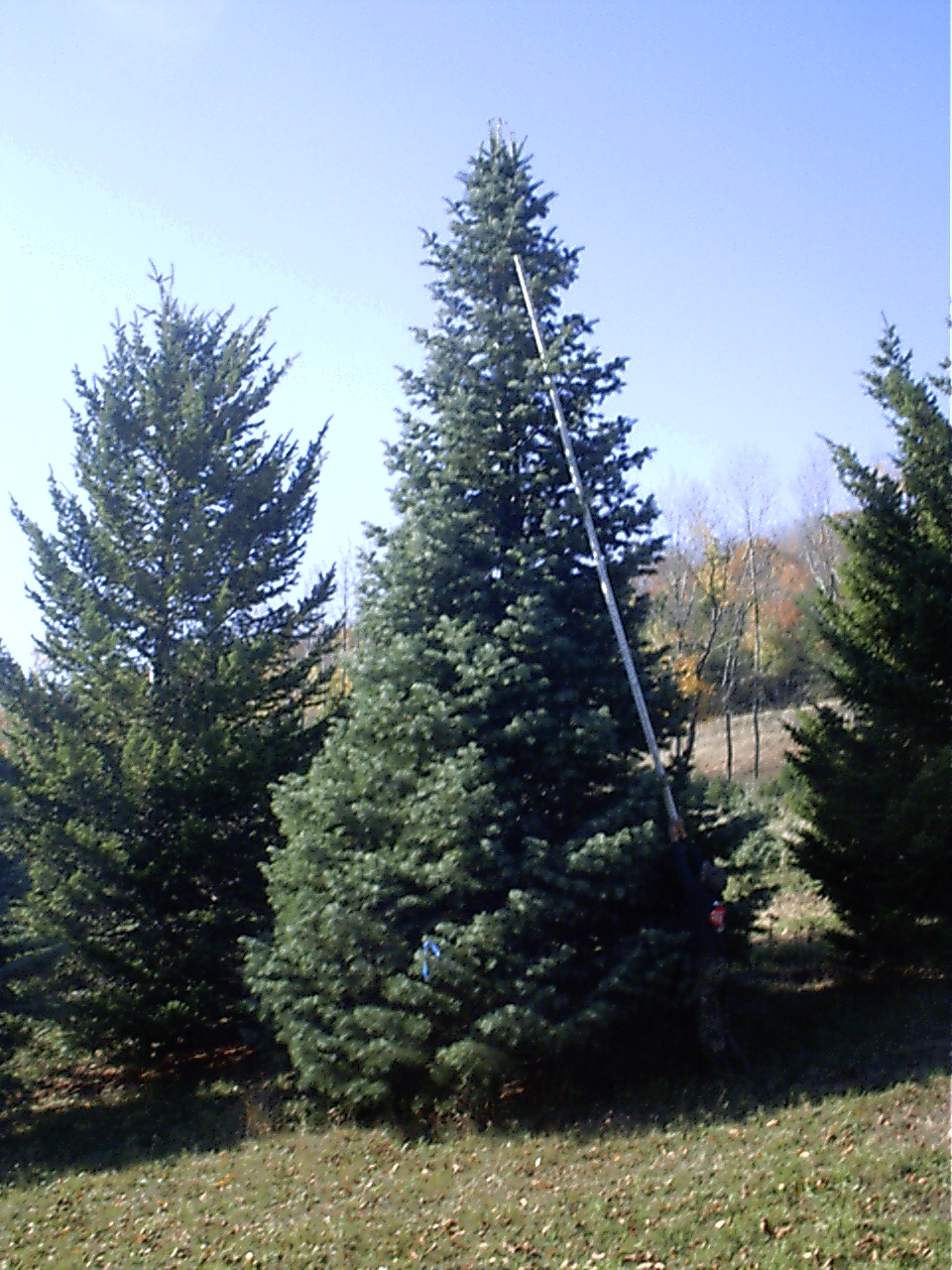 Large Christmas trees at Maple Hill North Pole Xmas Trees