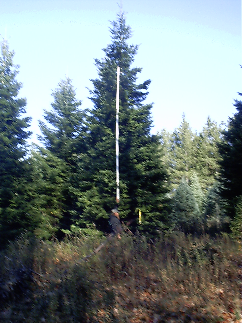 Christmas trees at Maple Hill plantation