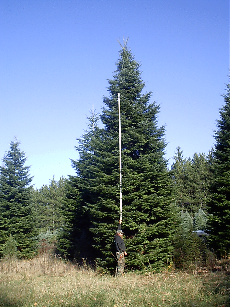 Christmas trees at Maple Hill plantation wide view